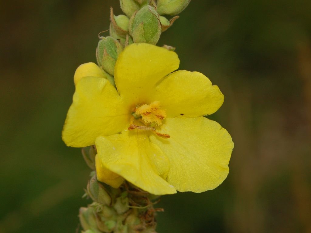 Verbascum thapsus